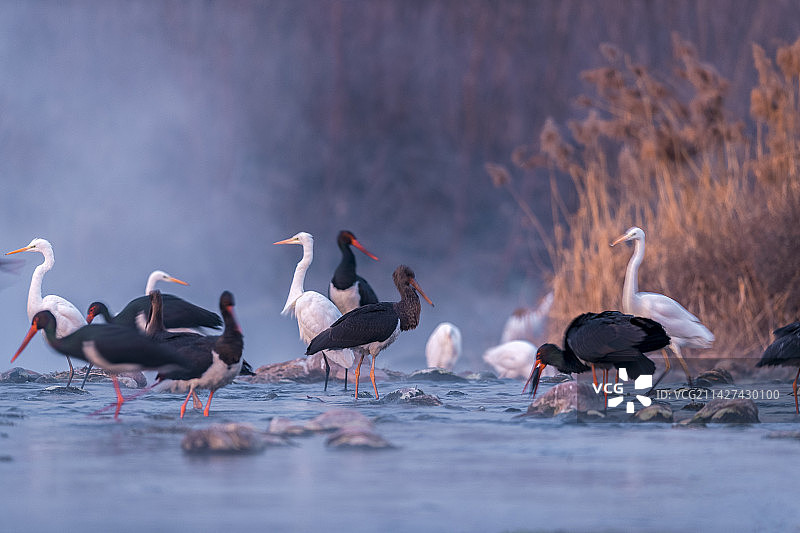湿地公园晨曦中的黑鹳在翩翩起舞图片素材