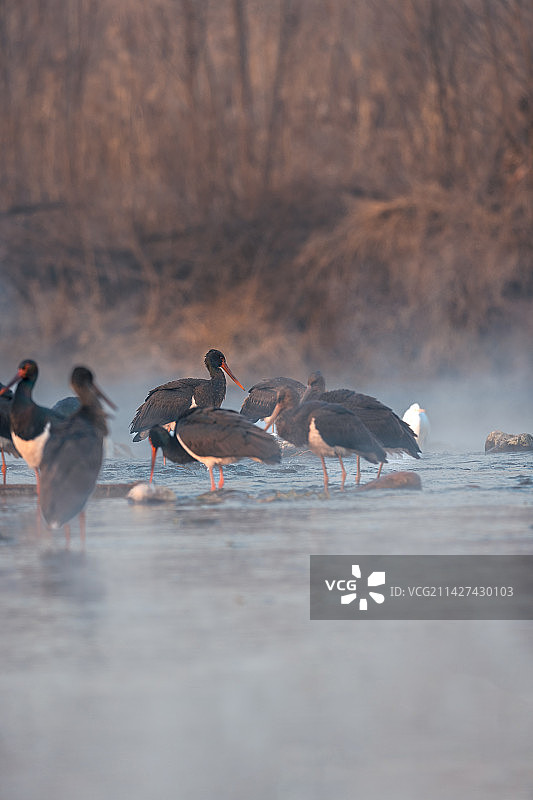 湿地公园晨曦中的黑鹳在翩翩起舞图片素材