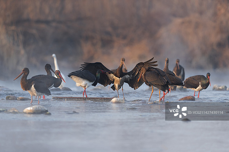 湿地公园晨曦中的黑鹳在翩翩起舞图片素材