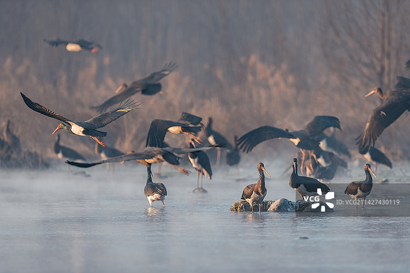 湿地公园晨曦中的黑鹳在翩翩起舞图片素材