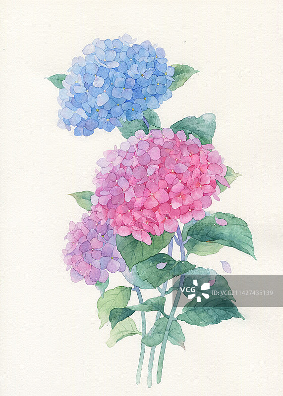 水彩手绘绣球花图片素材