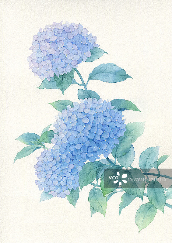 水彩手绘绣球花图片素材