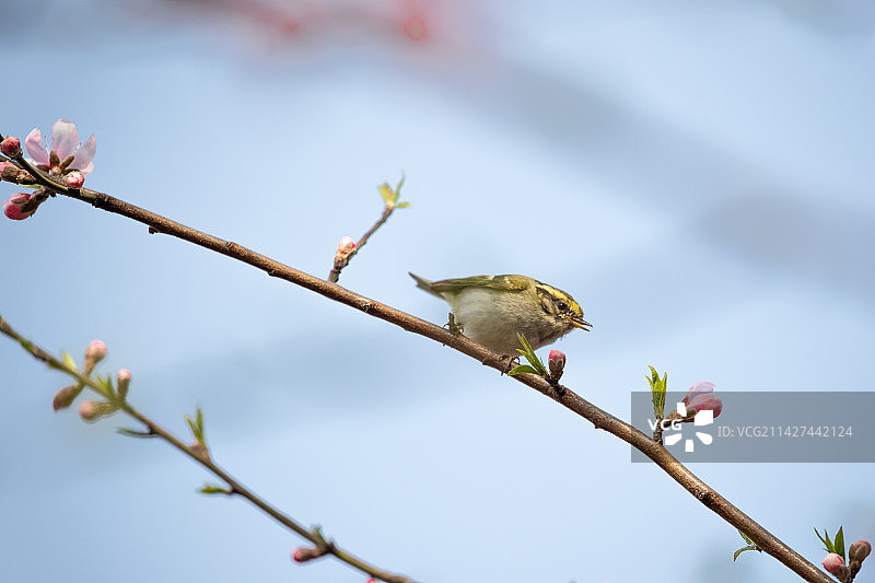 桃枝上的黄腰柳莺图片素材