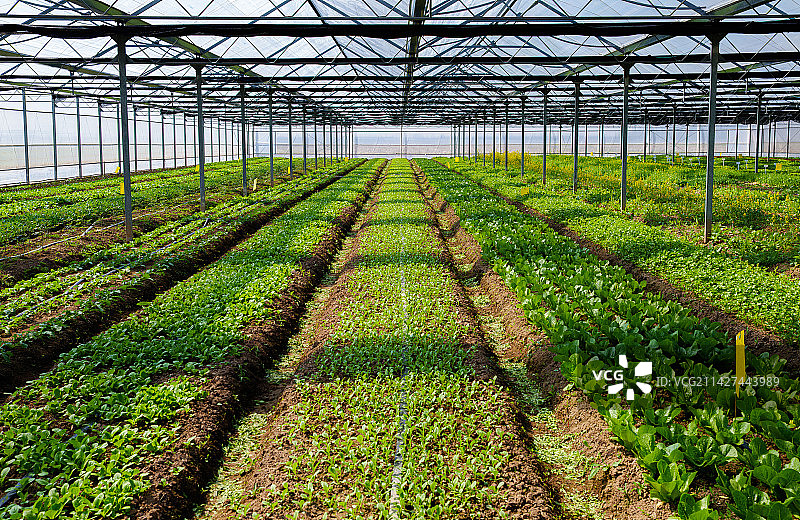 绿色生态有机蔬菜温室图片素材