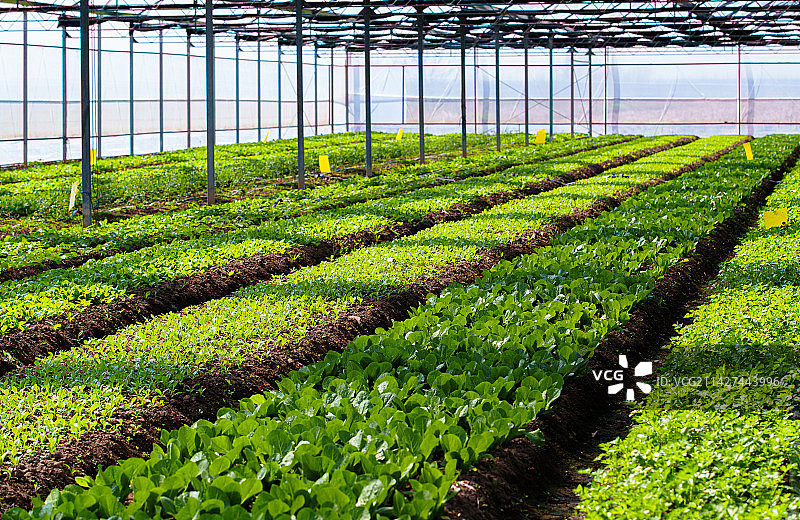 绿色生态有机蔬菜温室图片素材