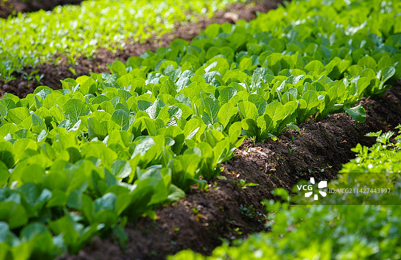 绿色生态有机蔬菜温室图片素材