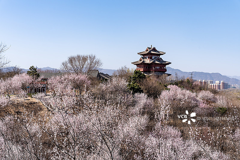 北京园博园桃花谷桃花盛开图片素材