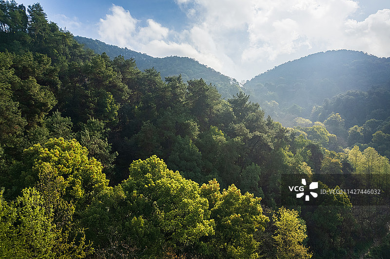 山与森林图片素材