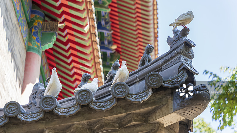 陕西省西安市雁塔区大兴善寺屋檐上的鸽子图片素材