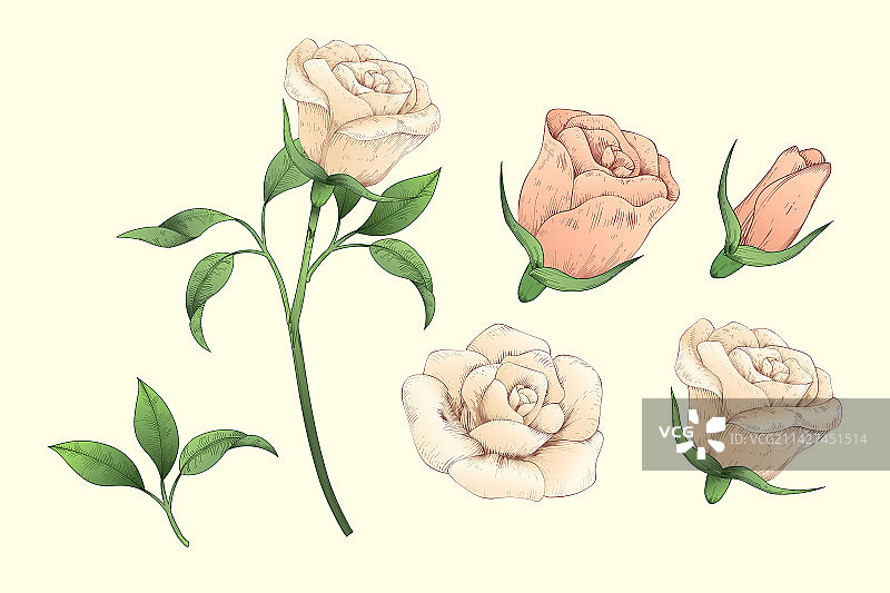 版画风手绘玫瑰花盛开过程插画图片素材