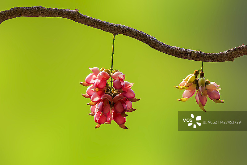 粉红色的禾雀花植物特写镜头图片素材
