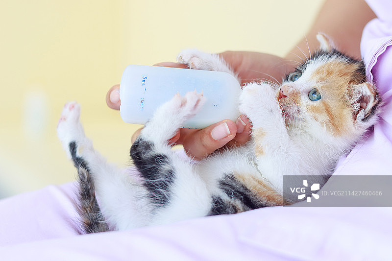 小猫喝奶图片素材