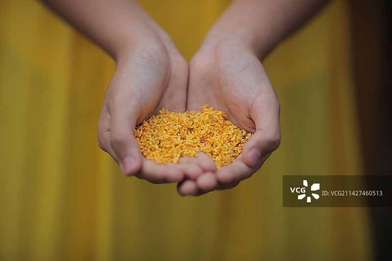 桂花蜜图片素材