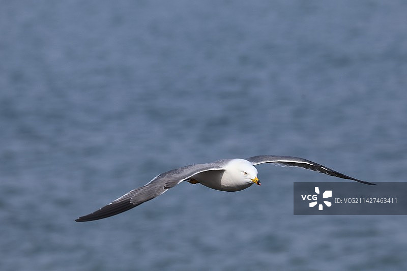 天地一沙鸥图片素材