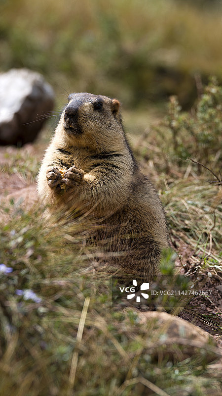 土拨鼠图片素材