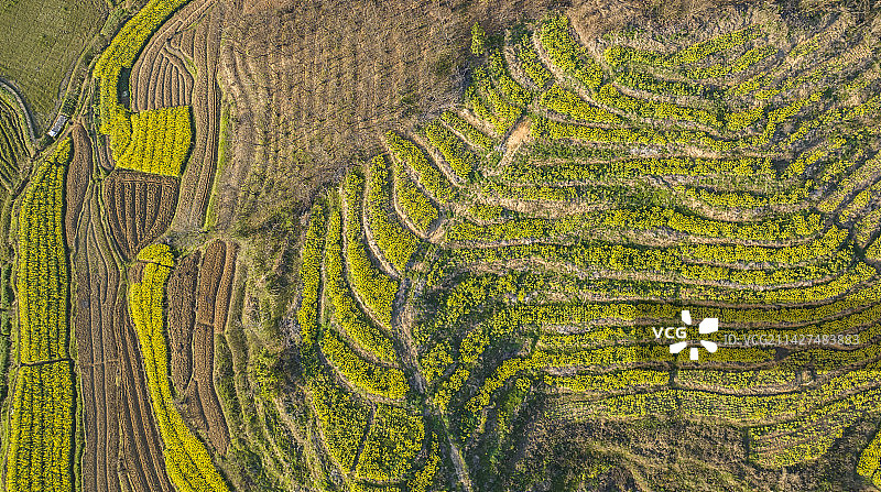 湖北黄冈浠水县城山村梯田油菜花景图片素材