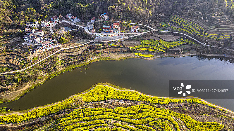 湖北黄冈浠水县城山村梯田油菜花景色图片素材