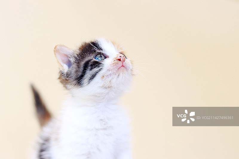 一月大的小三花图片素材