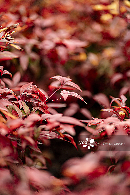 红色的火焰天竹背景图图片素材