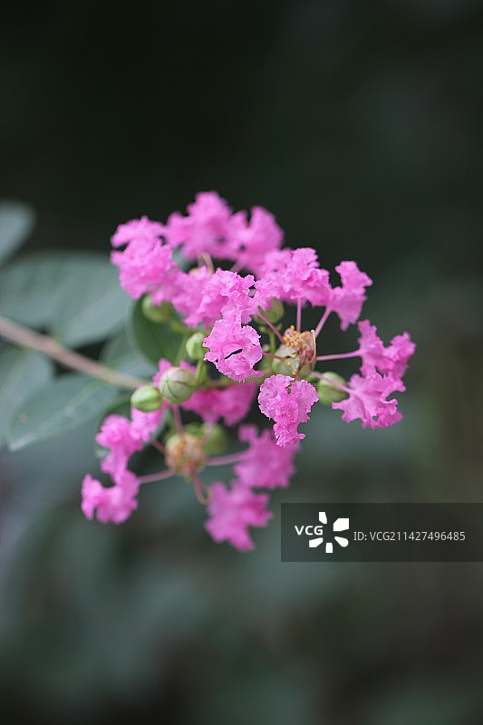紫薇花图片素材