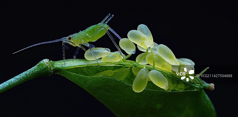 蚜虫与种子图片素材
