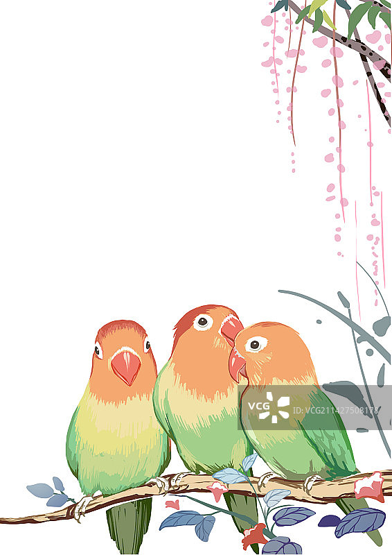 三只鹦鹉图片素材