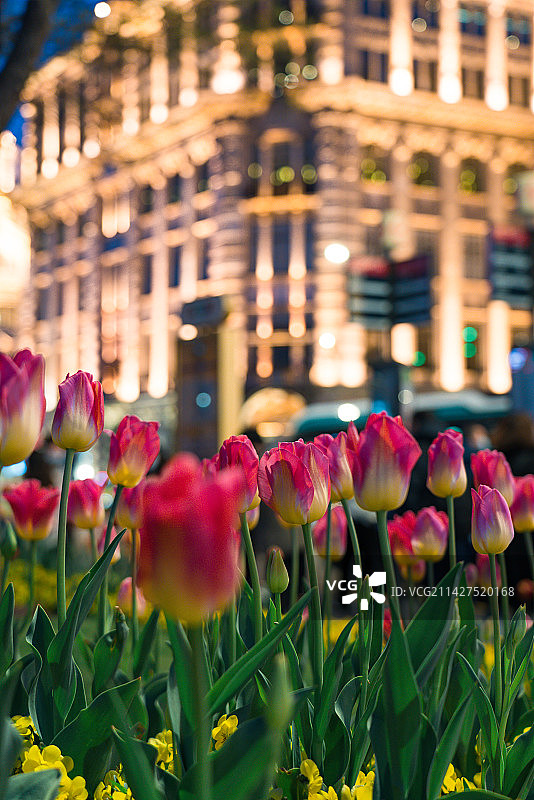 郁金香盛开在外滩夜色图片素材