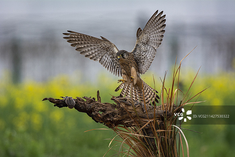 红榫捕食图片素材