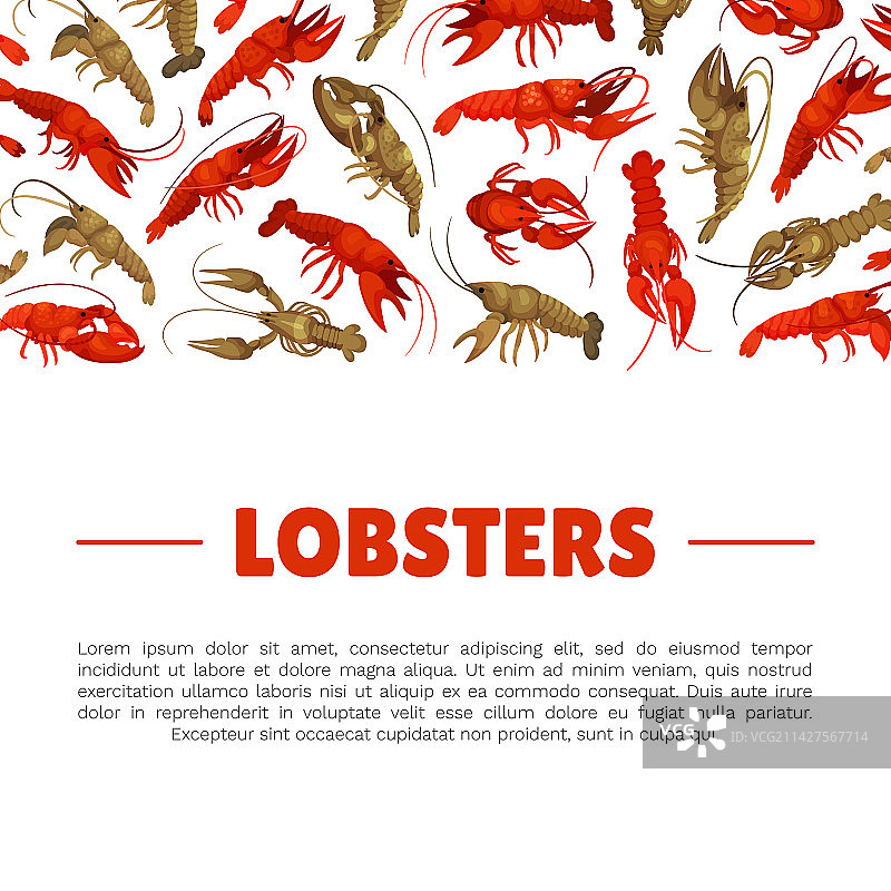 生熟海螯虾banner设计图片素材