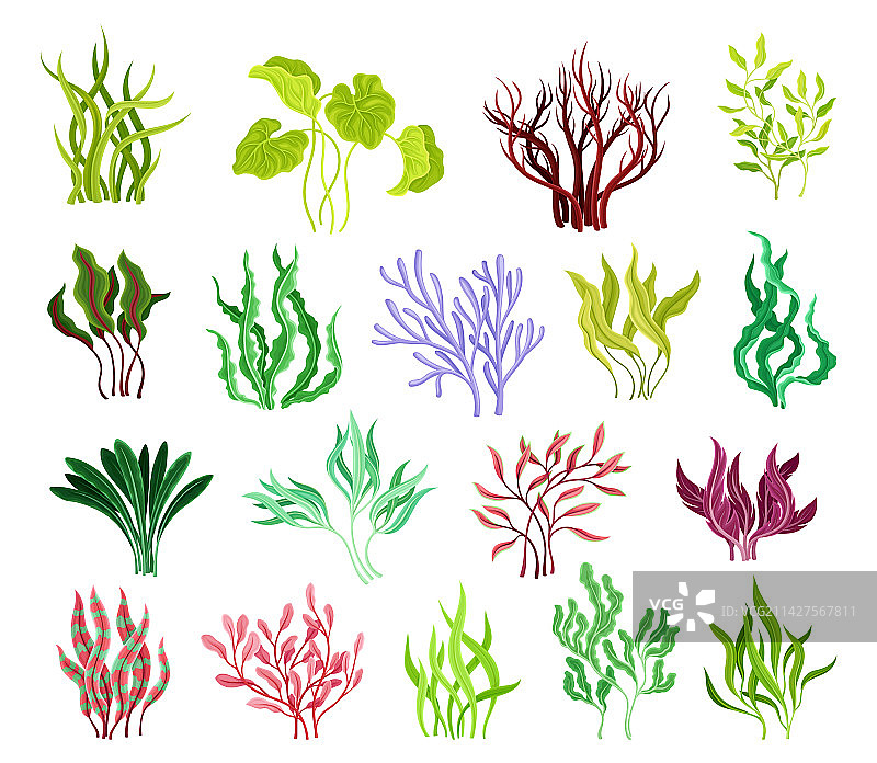 生长在海洋中的不同藻类和海藻图片素材