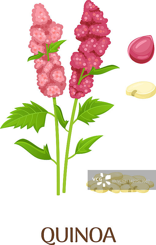 藜麦种子和种植农场植物谷物作物图片素材