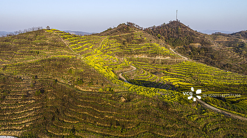 湖北黄冈浠水县城山村梯田油菜花航拍图片素材