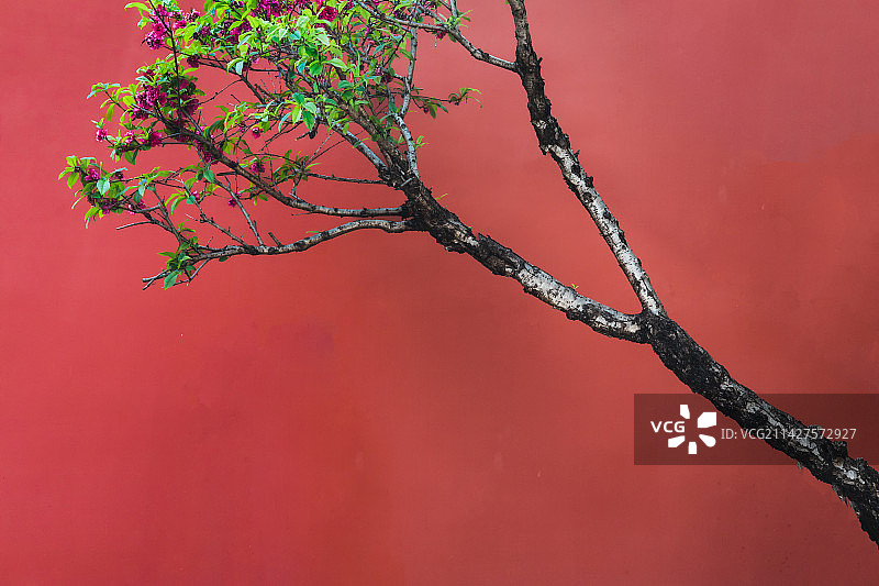 宫墙粉梅图片素材