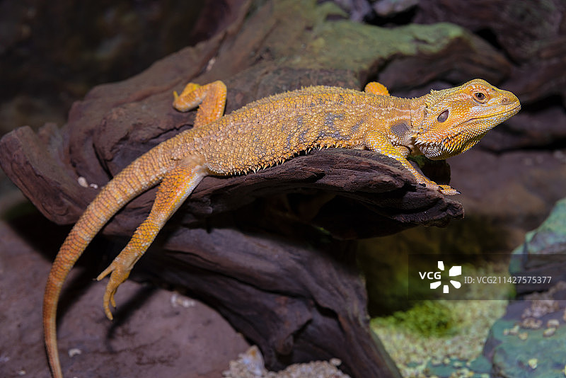 鬃狮蜥蜴图片素材