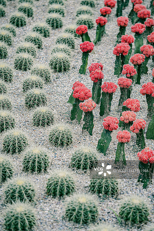 仙人球图片素材