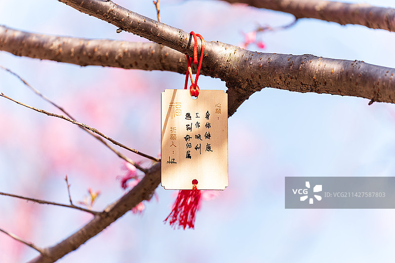 盛开的樱花和祈福牌许愿带图片素材