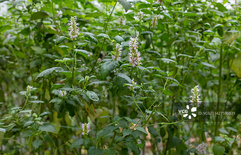 中国山东潍坊寿光菜博会温室药用植物藿香图片素材