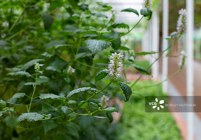 中国山东潍坊寿光菜博会温室药用植物藿香图片素材