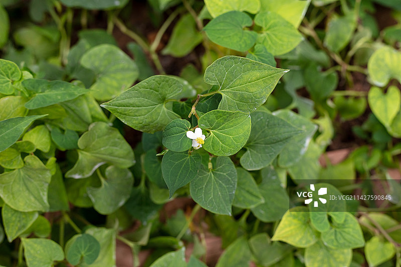 中国山东潍坊寿光菜博会温室药用植物何首乌图片素材