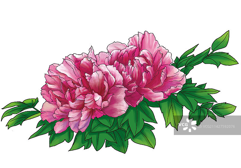 牡丹花图片素材