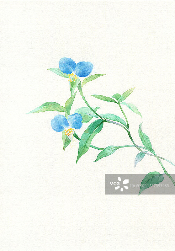 水彩手绘鸭跖草图片素材