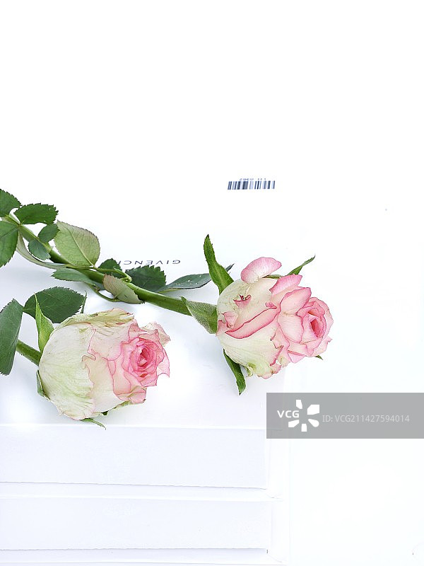 红袖玫瑰图片素材