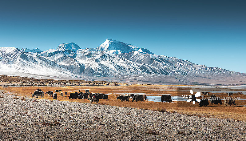 野生牦牛与冰冻湖面和远处的雪山图片素材