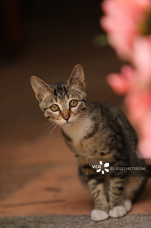 猫坐在地板上的画像图片素材