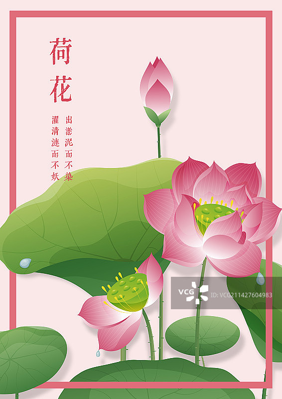 十二月花令-荷花-六月图片素材