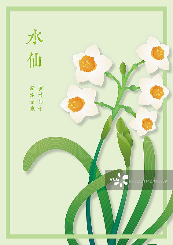 十二月花令-水仙花-一月图片素材