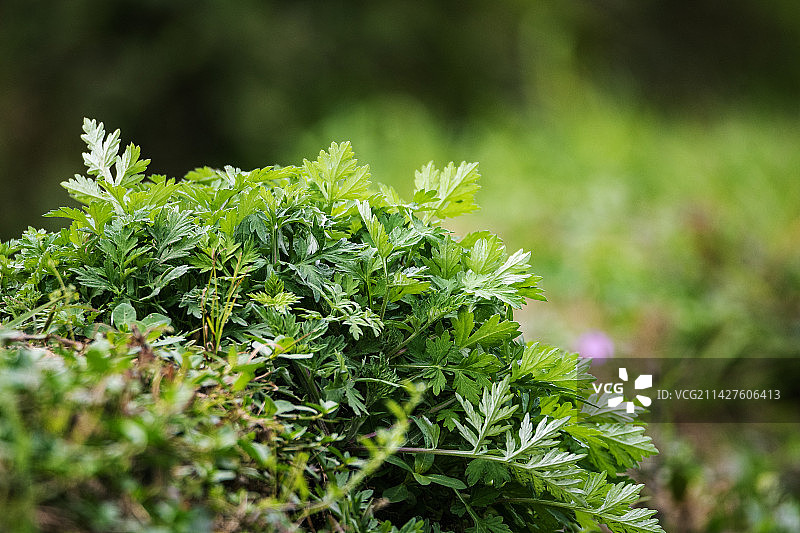 春天里郁郁葱葱的艾草图片素材