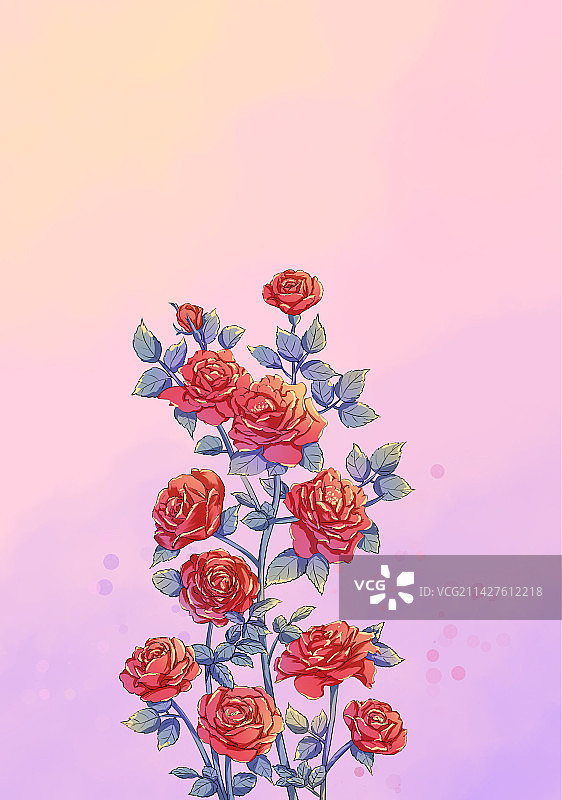 惊蛰节气红色的月季花特写图片素材