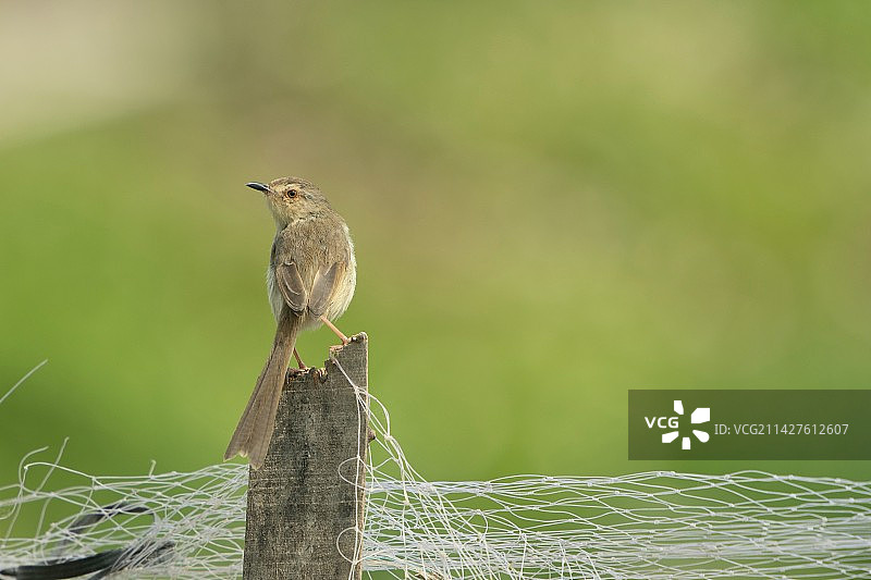 纯色山鹪莺图片素材