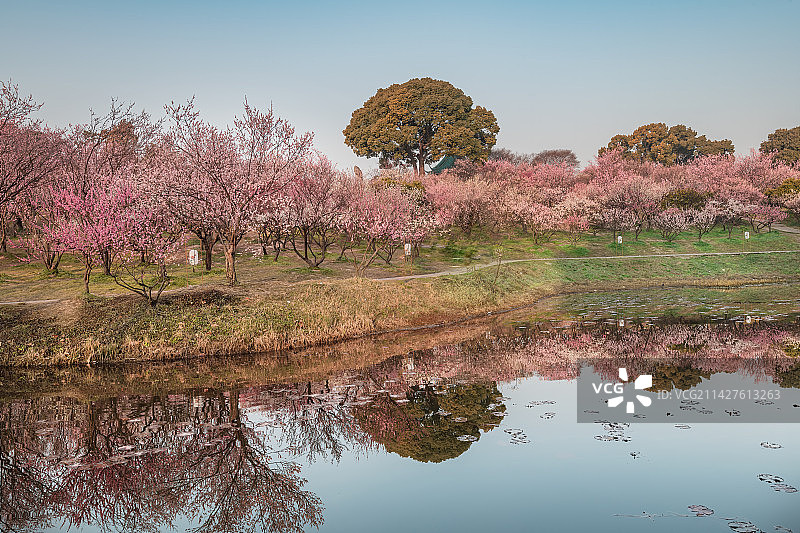 中国无锡梅园的早上图片素材